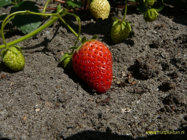 Vrucht 25/05/2009